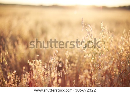 oats at sunset texture Royalty-Free Stock Photo #305692322