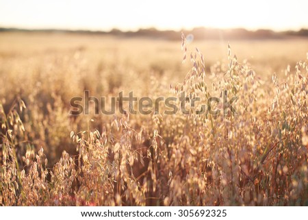 oats at sunset texture Royalty-Free Stock Photo #305692325