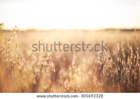 oats at sunset texture Royalty-Free Stock Photo #305692328