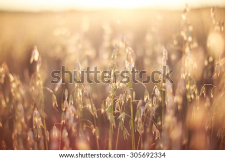 oats at sunset texture Royalty-Free Stock Photo #305692334
