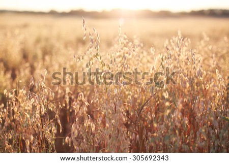 oats at sunset texture Royalty-Free Stock Photo #305692343