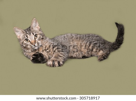 Striped kitten playing on green background