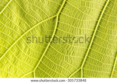 Leaf fibers background
