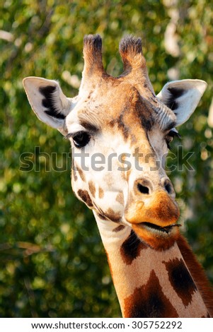 Portrait of a giraffe. Front view of giraffe face. Stock photo.