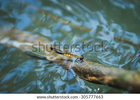 Dragonfly -Dragonfly on the twigs above the streams with flowing water- focus on the eye - blurred water.