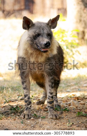 Brown hyena.