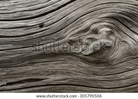 close up of a piece of drift wood in the California coast to be used as a background or texture Royalty-Free Stock Photo #305790506