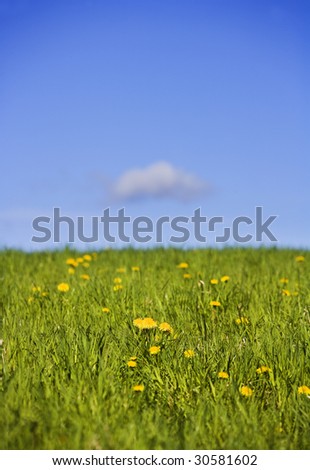 Field with dandelions towards blue sky