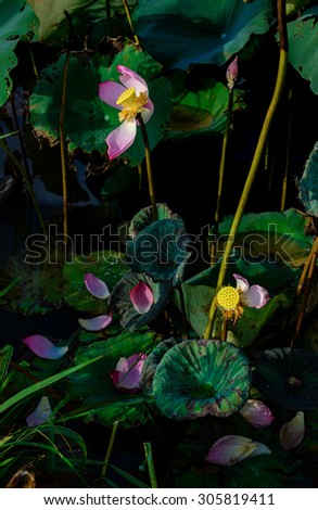 Beautiful Lotus flower 
