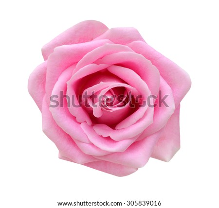 Pink rose isolated on white background. Deep focus. Royalty-Free Stock Photo #305839016