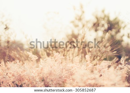 abstract blur flower and sunray - tone film filter