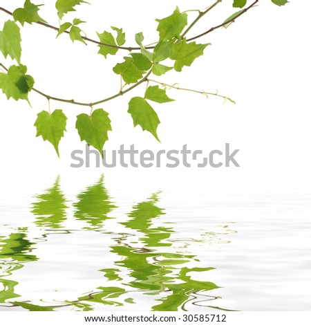 Green ivy with reflection
