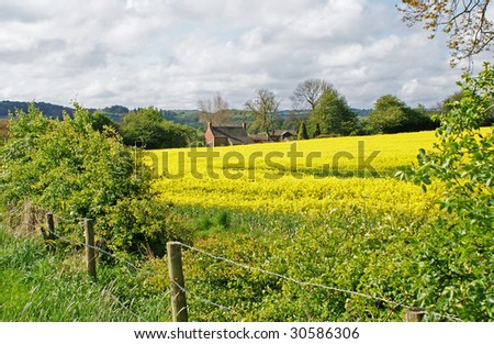 Rapeseed Field, Signs Of Early Summer