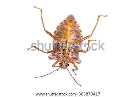 Shield bug on a white background