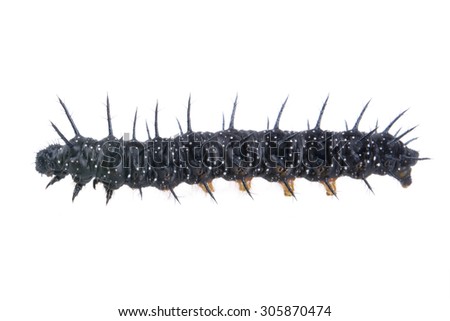 Black caterpillar with white spots on a white background