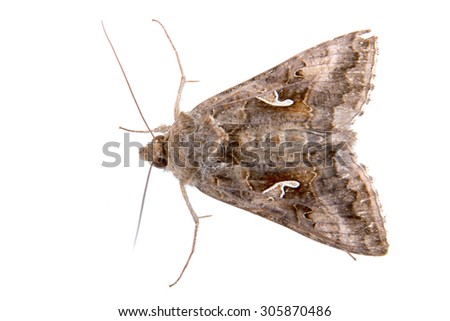 Brown moth on a white background