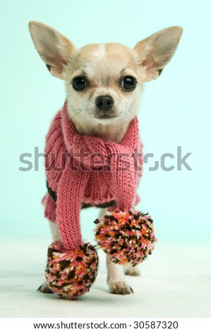 Chihuahua wearing a coat on a green background