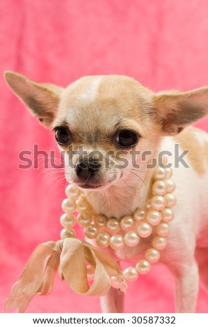Chihuahua in a pink box on a pink background