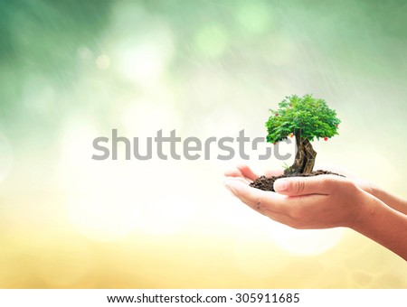 World food day concept: Human hands holding grow fruitful tree over blurred forests background Royalty-Free Stock Photo #305911685