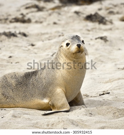 Sea lion resting at Seal bay of Kangaroo Island, Australia