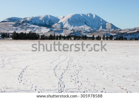 Rabbit traces on snow, Canterbury, New Zealand