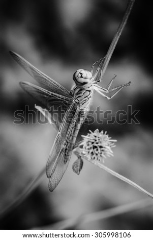 Dragonfly death