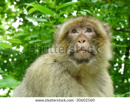 Singe Magot Stock Photos And Images Avopix Com