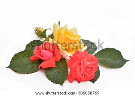 Red and yellow roses and leaves on a white background (Latin name: Rosa)