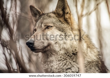 wolf wild gray dog thick forest soft focus