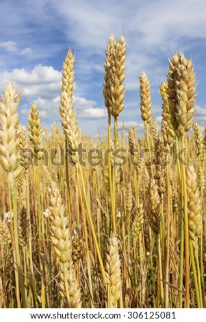 Wheat ears close-up on a background of blue sky with clouds