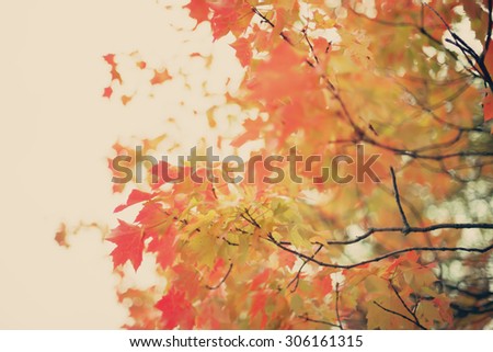 Autumn Leafs