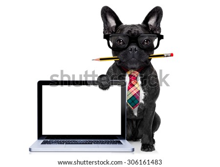 office businessman french bulldog dog with pen or pencil in mouth behind a  blank pc computer laptop screen , isolated on white background