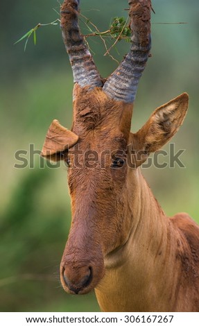 Portrait of Antelope. Funny pictures of animals. An excellent illustration of Africa. Uganda.