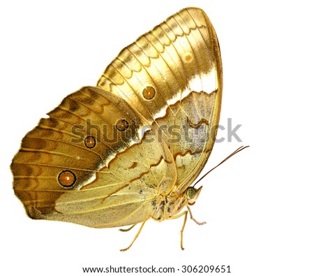 Beautiful brown butterfly, Cambodian junglequeen side view profile standing on floor isolated on white background