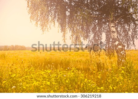 Summer rural landscape with birch on the meadow. Warm colors