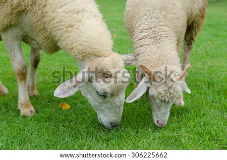 White sheep eating grass in the field.