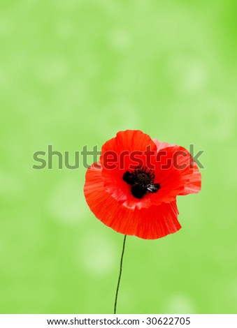 Wild poppy with out of focus meadow in background