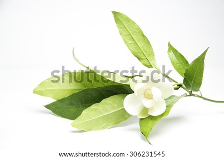 White magnolia flowers on isolated background. Royalty-Free Stock Photo #306231545