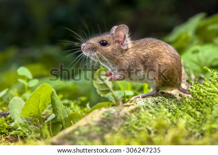 Wild Wood mouse resting on the root of a tree on the forest floor with lush green vegetation Royalty-Free Stock Photo #306247235