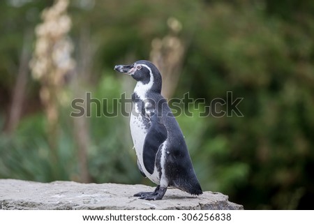 Humboldt penguin pictured at Chester Zoo In The UK