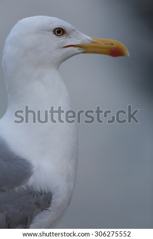 seagull posing for the photographer
