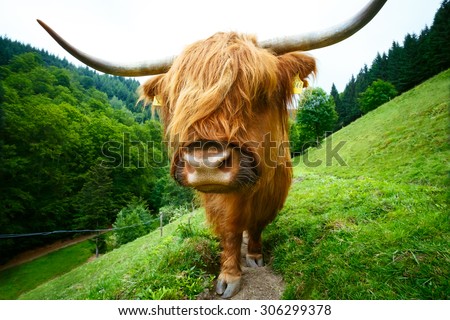 Big shaggy highland cow looking into camera with funny expression. Fisheye portrait.