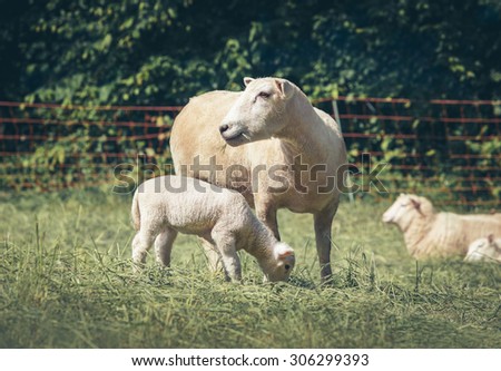 Mother sheep and her baby grazing in field. Mother care and motherhood concept. 