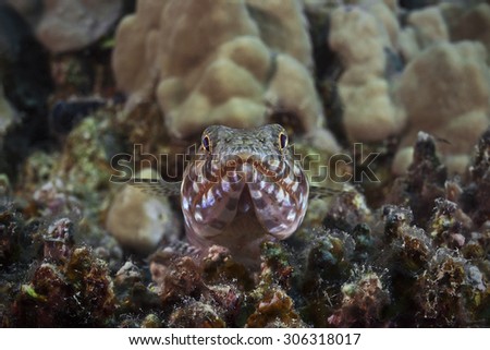 Variegated lizardfish, Riff-Eidechsenfisch (Synodus variegatus)