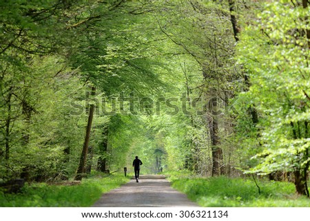 green forest in spring HDR Picture