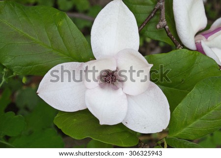 spring flower garden white magnolia closeup