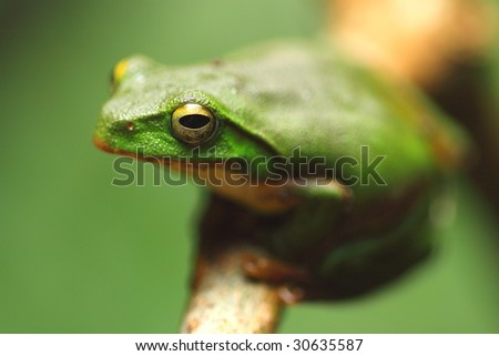 Taipei Tree Frog