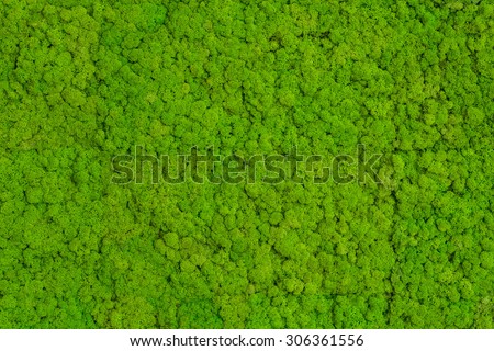 Green Moss background, mossy texture  Royalty-Free Stock Photo #306361556