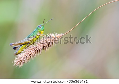  Grasshopper Chorthippus Montanus sitting on a  dry stalk.