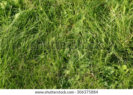 background texture of grass